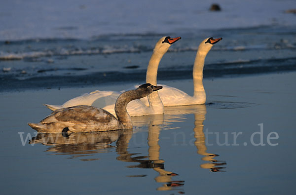 Höckerschwan (Cygnus olor)