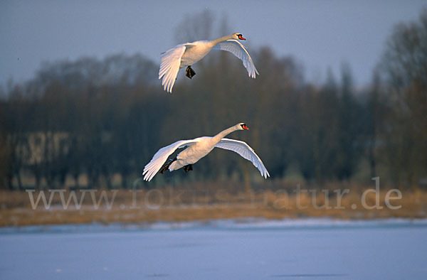 Höckerschwan (Cygnus olor)