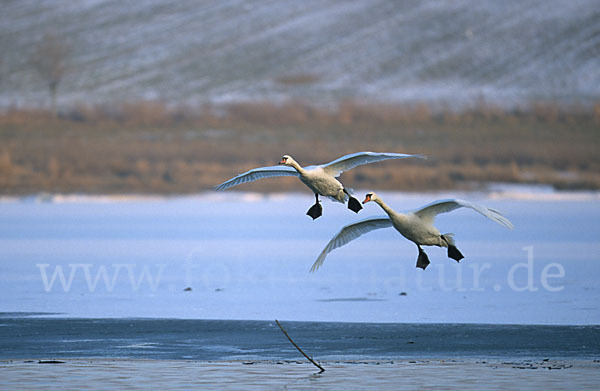 Höckerschwan (Cygnus olor)