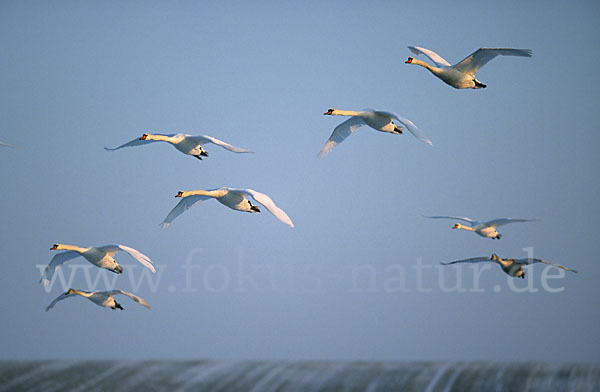 Höckerschwan (Cygnus olor)