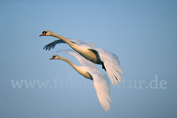 Höckerschwan (Cygnus olor)