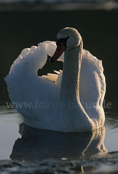 Höckerschwan (Cygnus olor)