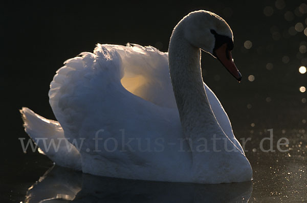 Höckerschwan (Cygnus olor)