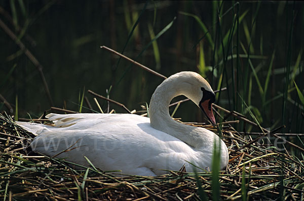 Höckerschwan (Cygnus olor)