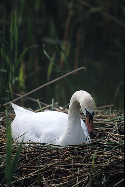 Höckerschwan (Cygnus olor)