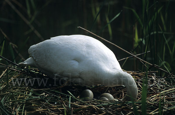 Höckerschwan (Cygnus olor)