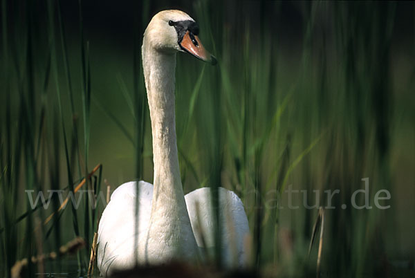 Höckerschwan (Cygnus olor)