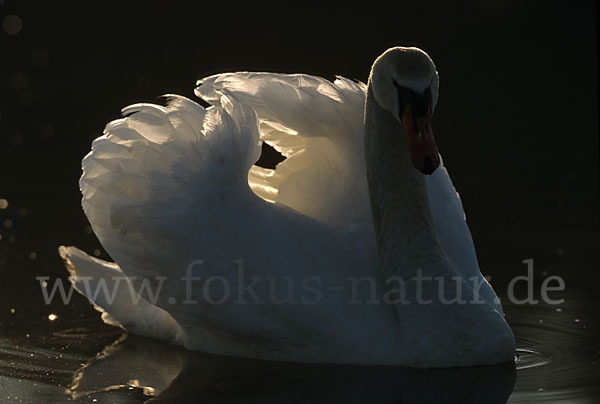 Höckerschwan (Cygnus olor)