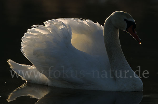 Höckerschwan (Cygnus olor)