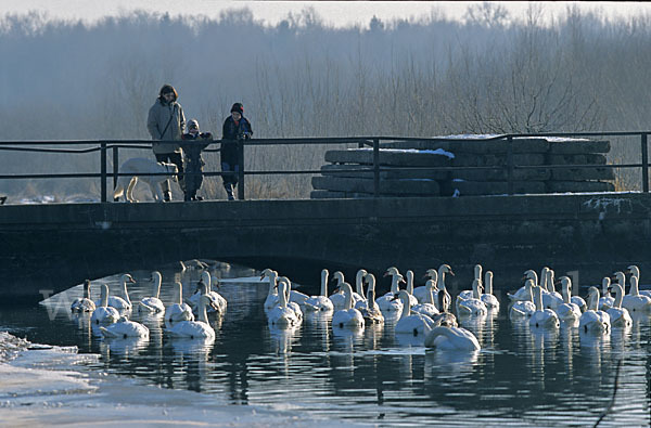 Höckerschwan (Cygnus olor)