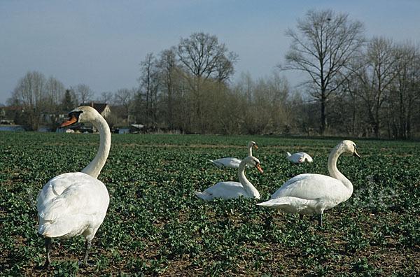 Höckerschwan (Cygnus olor)