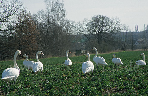 Höckerschwan (Cygnus olor)