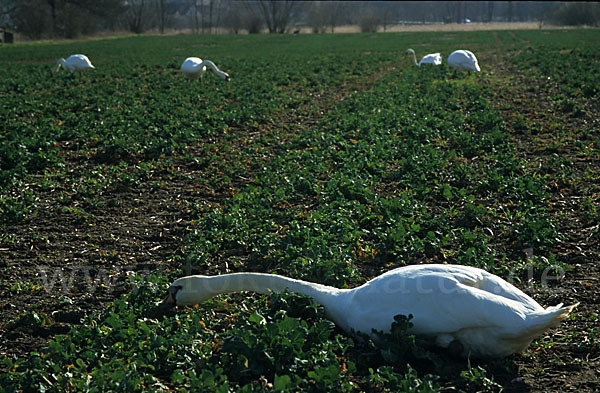 Höckerschwan (Cygnus olor)