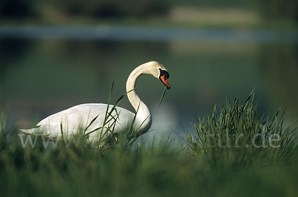 Höckerschwan (Cygnus olor)