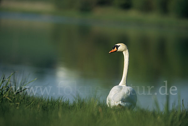 Höckerschwan (Cygnus olor)