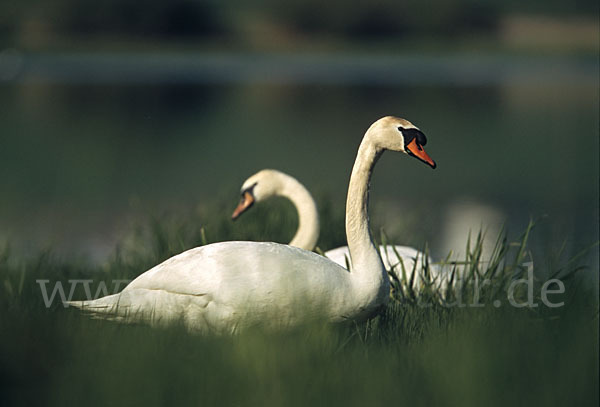 Höckerschwan (Cygnus olor)