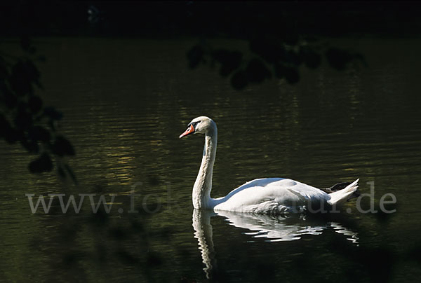 Höckerschwan (Cygnus olor)