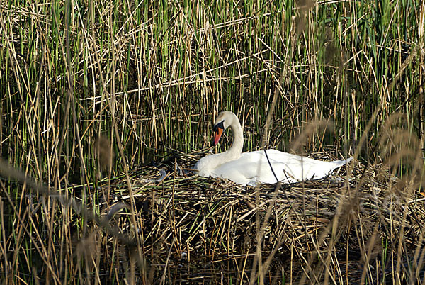 Höckerschwan (Cygnus olor)