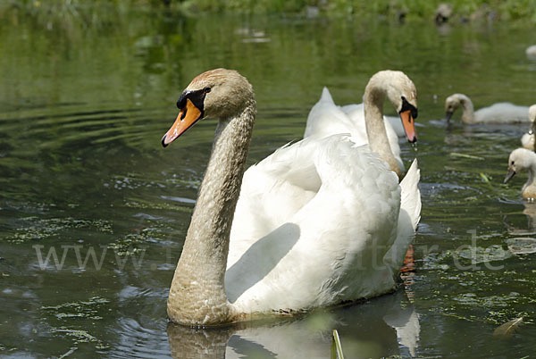 Höckerschwan (Cygnus olor)