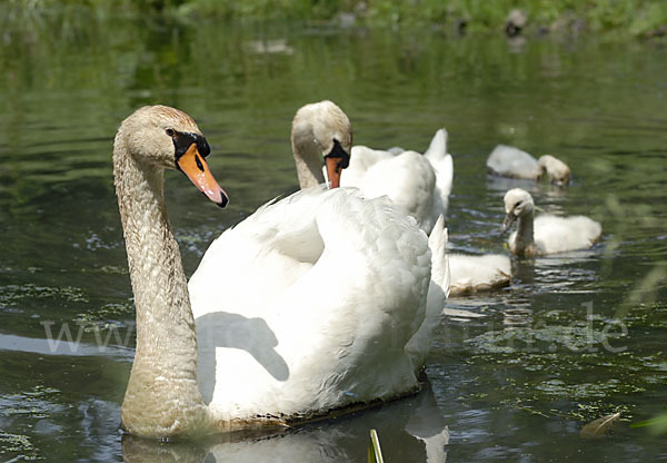 Höckerschwan (Cygnus olor)