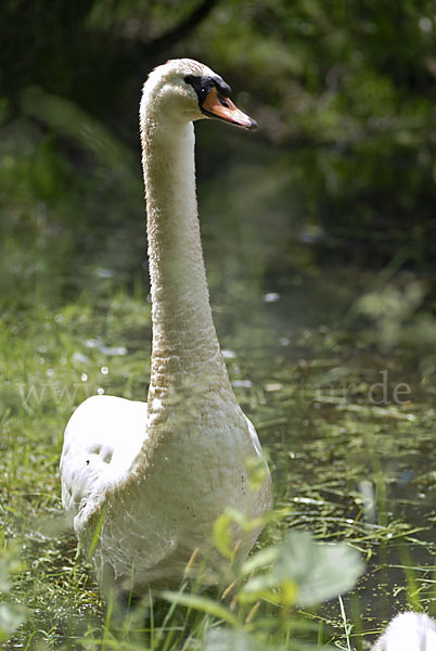 Höckerschwan (Cygnus olor)