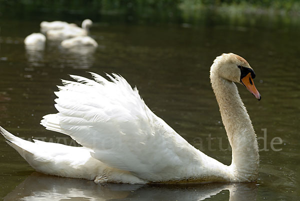 Höckerschwan (Cygnus olor)