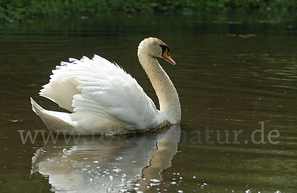 Höckerschwan (Cygnus olor)