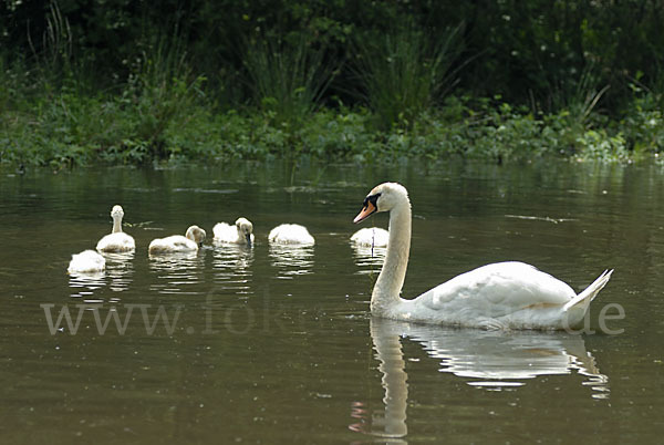 Höckerschwan (Cygnus olor)