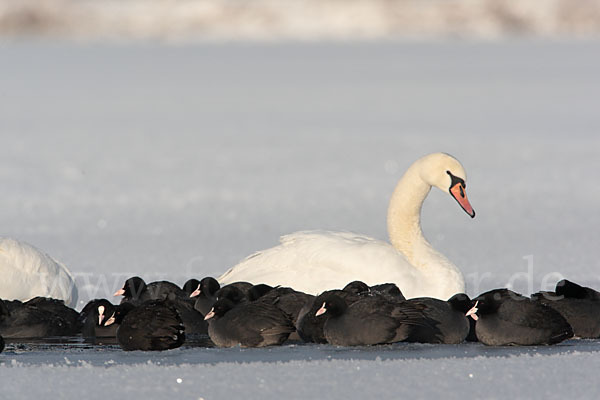 Höckerschwan (Cygnus olor)