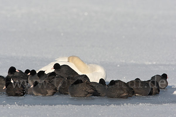 Höckerschwan (Cygnus olor)