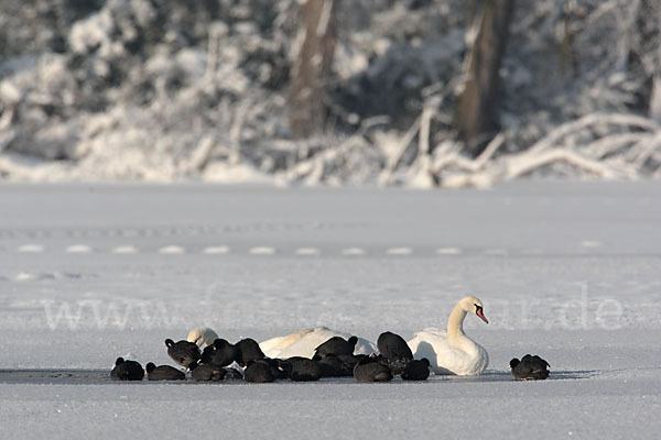 Höckerschwan (Cygnus olor)