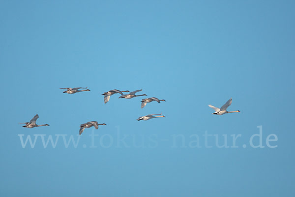 Höckerschwan (Cygnus olor)