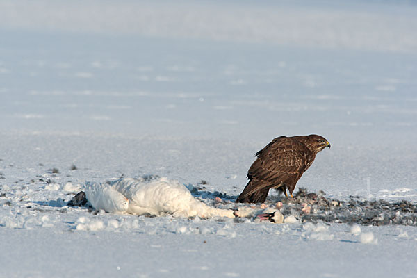 Höckerschwan (Cygnus olor)