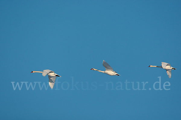 Höckerschwan (Cygnus olor)