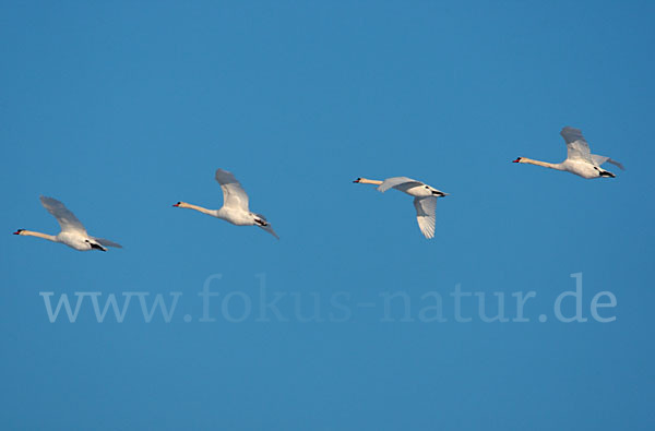 Höckerschwan (Cygnus olor)