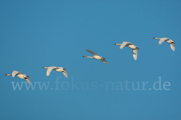 Höckerschwan (Cygnus olor)