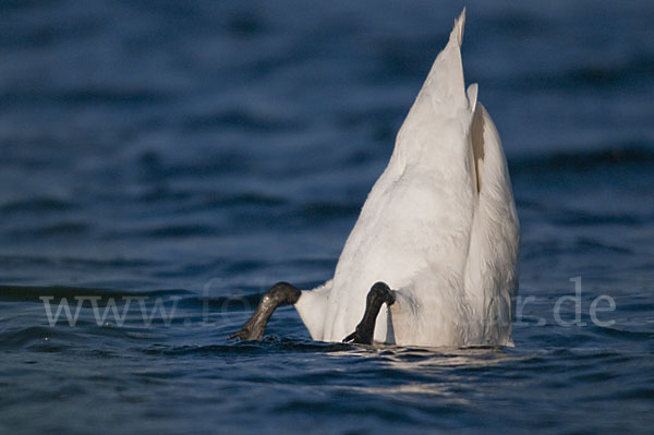 Höckerschwan (Cygnus olor)