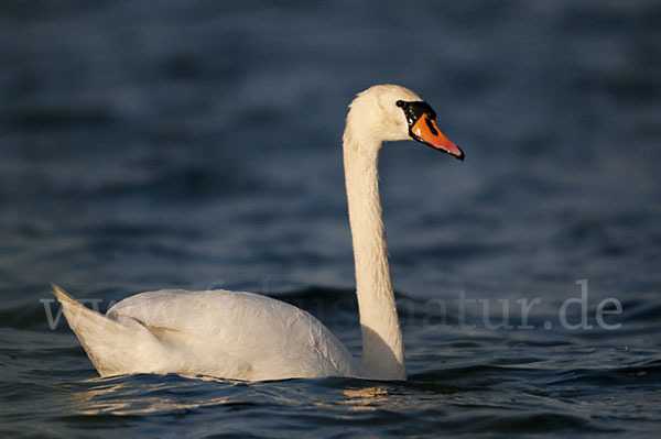 Höckerschwan (Cygnus olor)