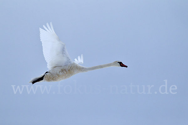 Höckerschwan (Cygnus olor)