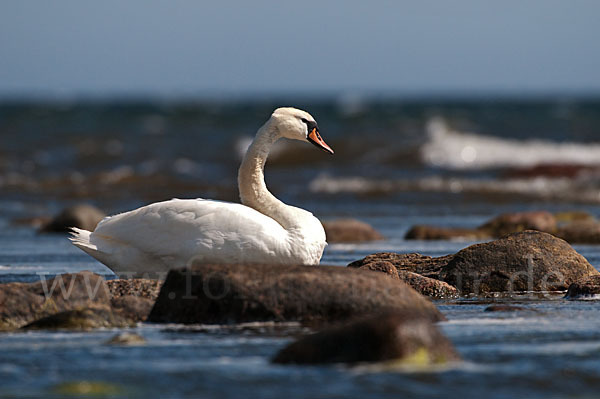 Höckerschwan (Cygnus olor)