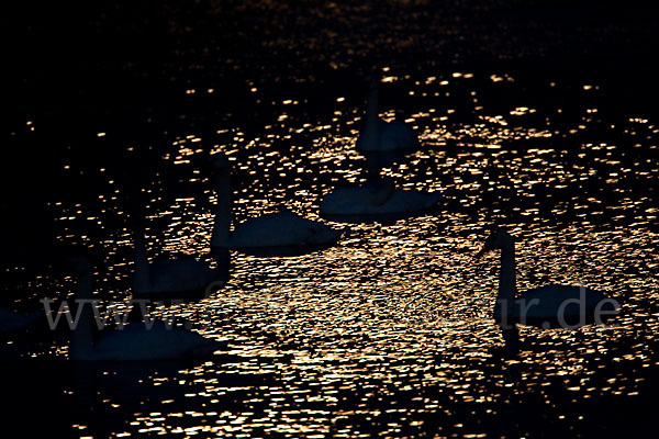 Höckerschwan (Cygnus olor)