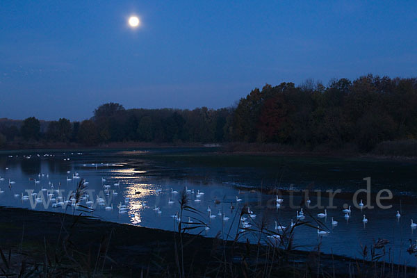 Höckerschwan (Cygnus olor)