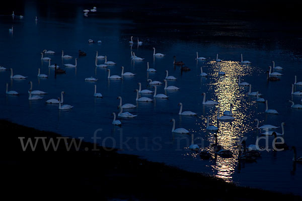 Höckerschwan (Cygnus olor)