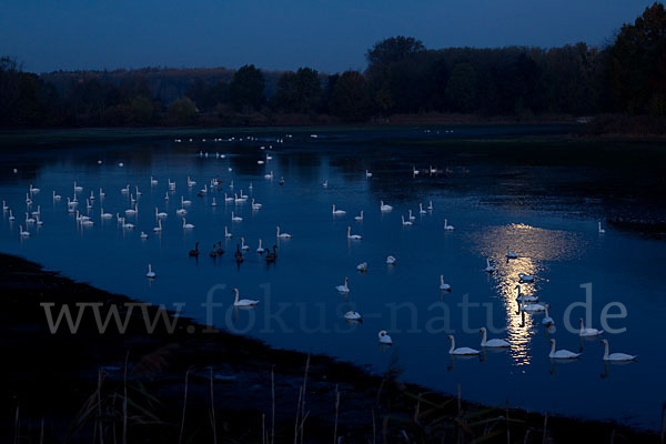 Höckerschwan (Cygnus olor)