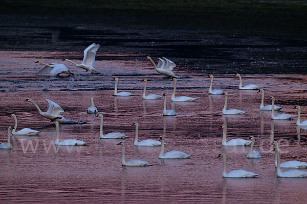 Höckerschwan (Cygnus olor)