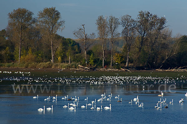 Höckerschwan (Cygnus olor)