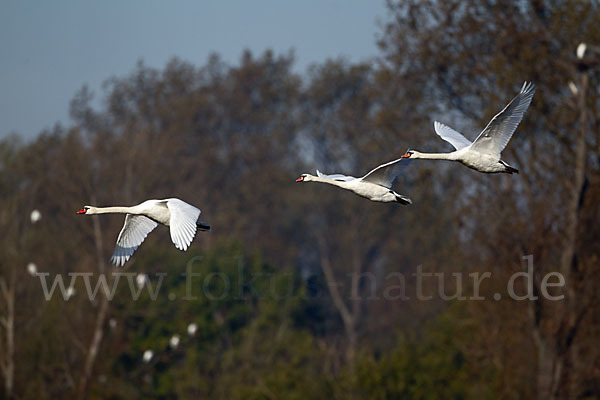 Höckerschwan (Cygnus olor)