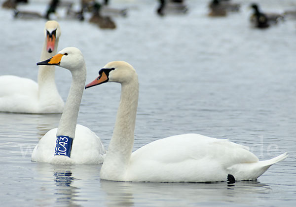 Höckerschwan (Cygnus olor)