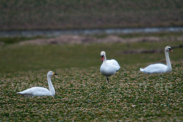 Höckerschwan (Cygnus olor)