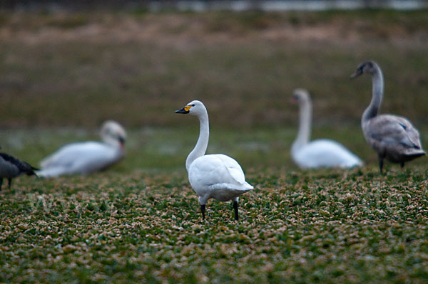 Höckerschwan (Cygnus olor)